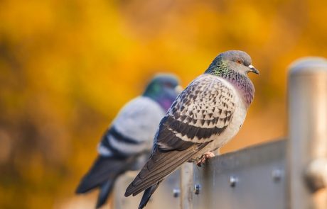 מכשיר להרחקת יונים